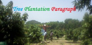 tree plantation paragraph