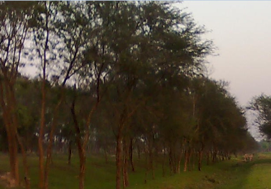 Paragraph Tree Plantation