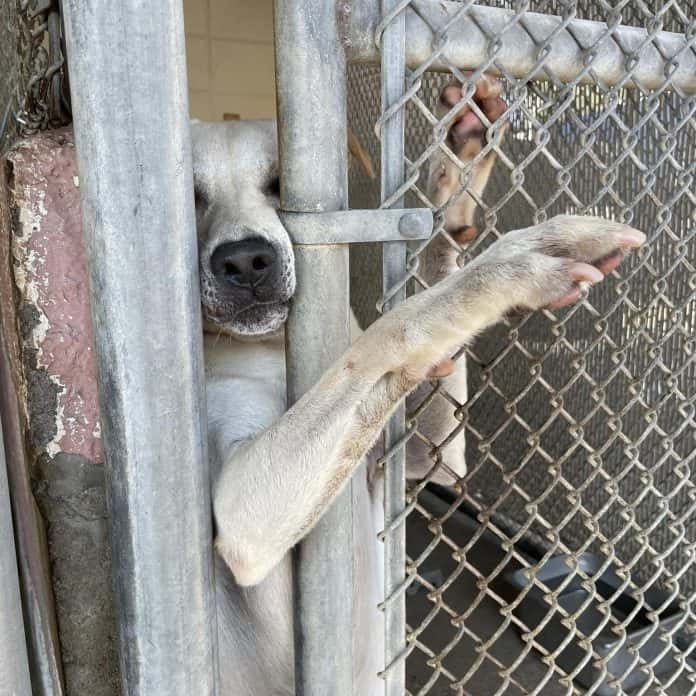 dog reaches